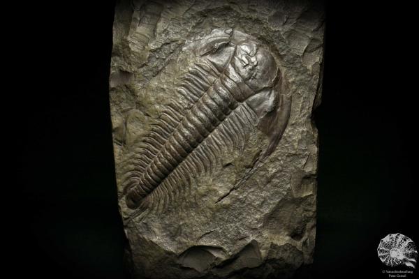 Paradoxides spec. (6650) ein Replikat aus Tschechien | Fossilien | Replikate