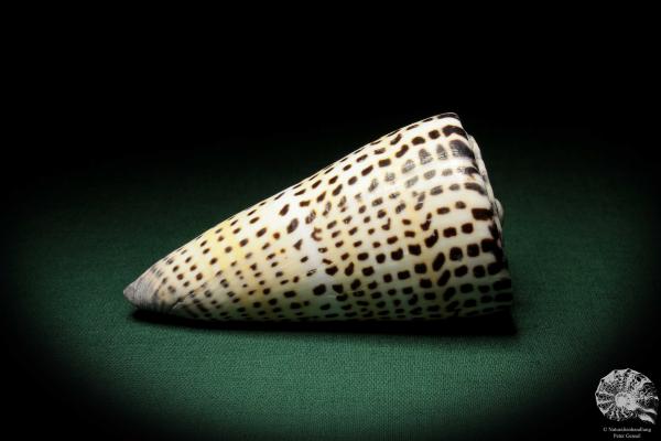 Conus litteratus (6690) a snail from Philippines | Conchylia | Snails