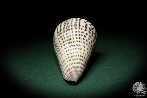 Conus litteratus (6692) a snail from Philippines | Conchylia | Snails