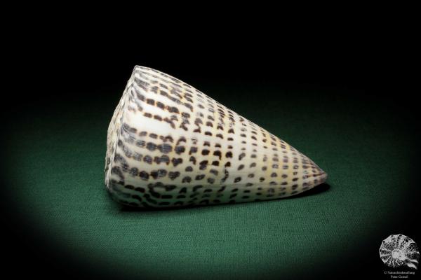 Conus litteratus (6692) a snail from Philippines | Conchylia | Snails