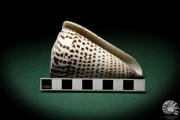 Conus litteratus (6692) a snail from Philippines | Conchylia | Snails