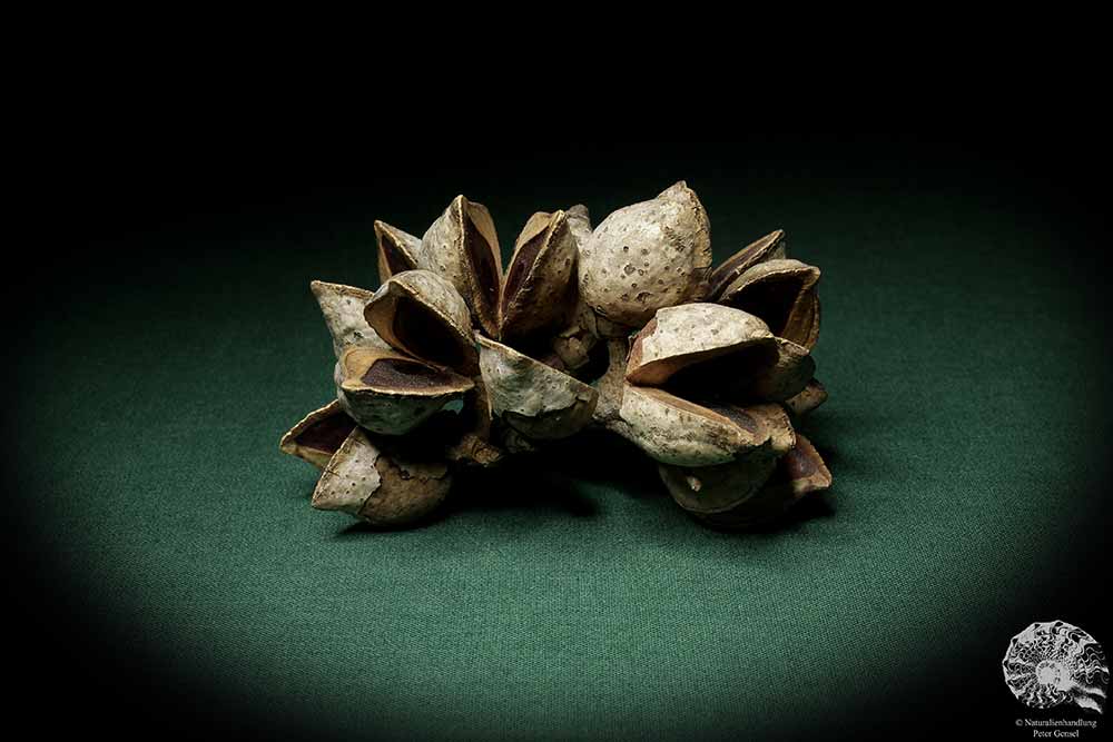 Hakea laurina (6731) a dried fruit from Southwest Australia | Dried fruit