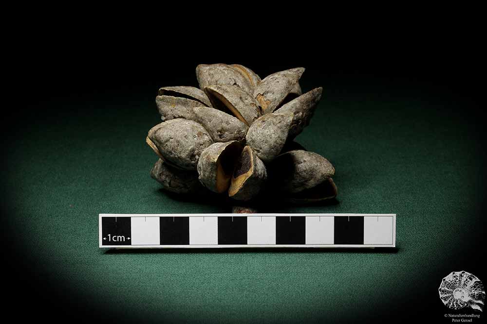 Hakea laurina (6734) a dried fruit from Southwest Australia | Dried fruit