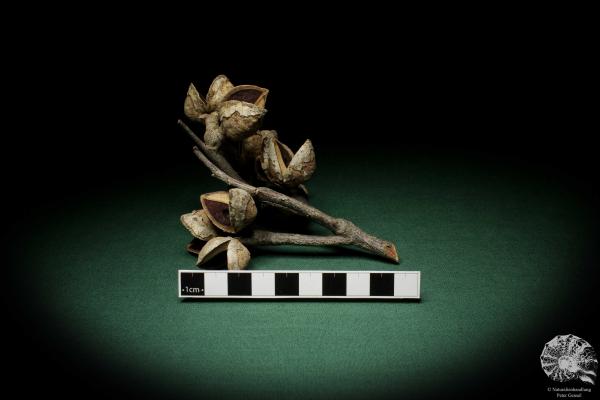 Hakea laurina (6745) a dried fruit from Southwest Australia | Dried fruit