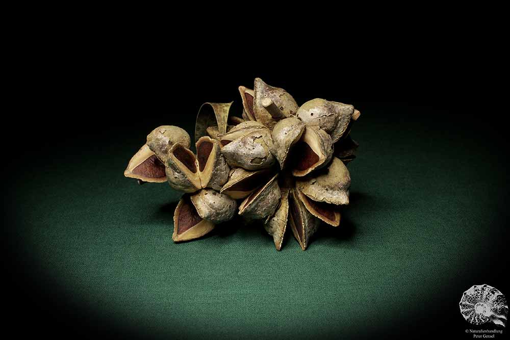 Hakea laurina (6747) a dried fruit from Southwest Australia | Dried fruit