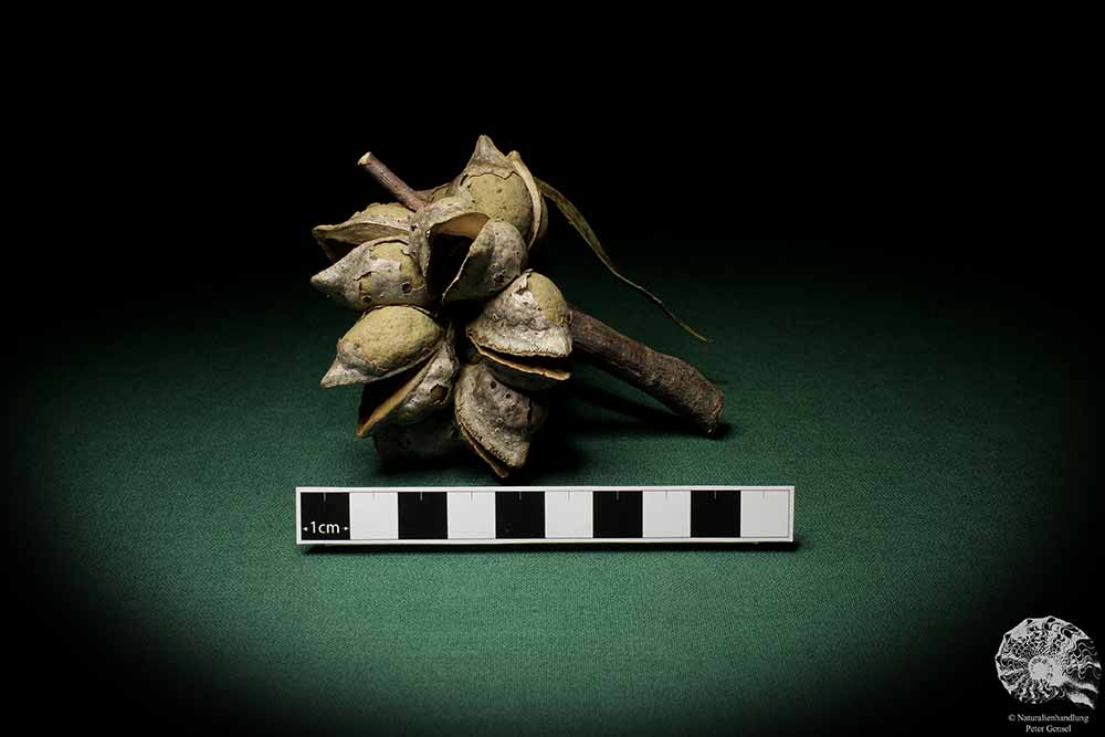 Hakea laurina (6747) a dried fruit from Southwest Australia | Dried fruit