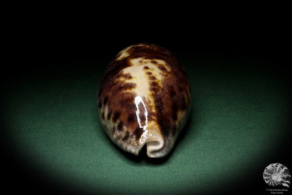 Chelycypraea testudinaria (6862) a snail from Philippines | Conchylia | Snails