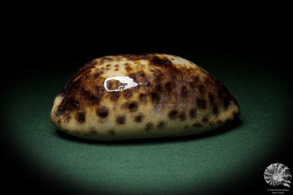 Chelycypraea testudinaria (6868) a snail from Philippines | Conchylia | Snails