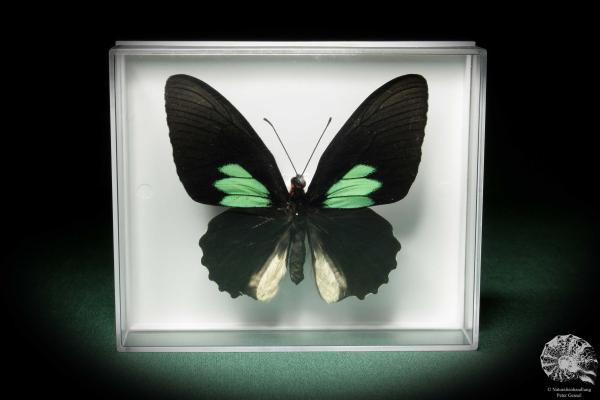 Parides sesostris (7103) a butterfly from South America | Taxidermy | Butterflies