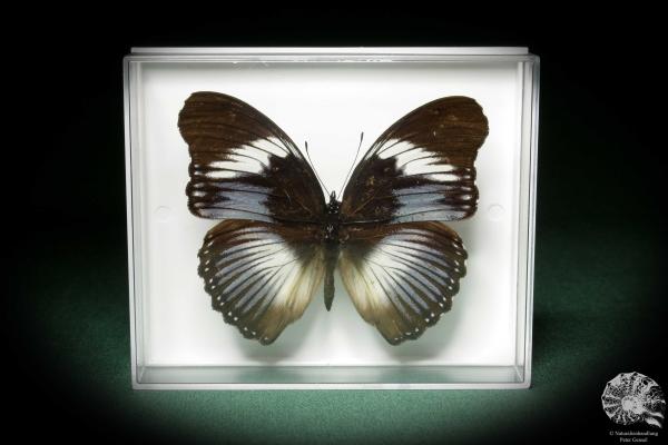 Hypolimnas monteironis (7109) a butterfly from Africa | Taxidermy | Butterflies