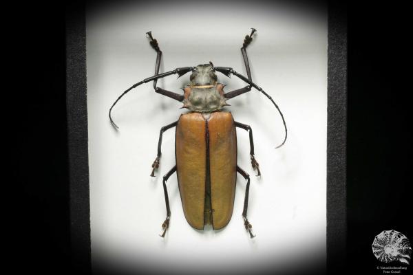 Enoplocerus armillatus (7158) a beetle from South America | Taxidermy | Beetles