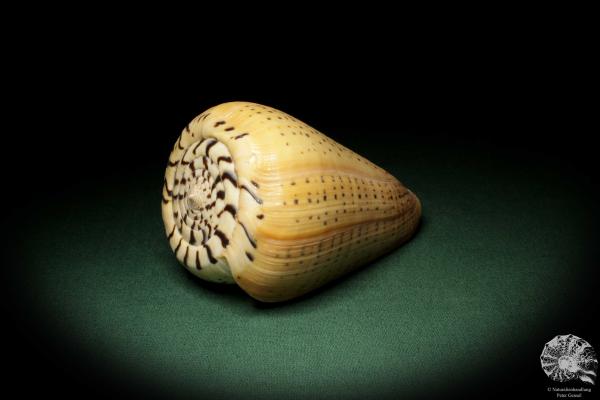 Conus betulinus (7660) a snail from Philippines | Conchylia | Snails