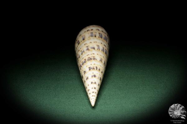 Oxymeris maculata (7760) a snail from Philippines | Conchylia | Snails