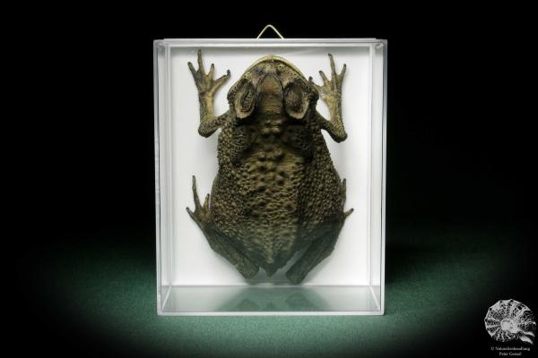 Duttaphrynus melanostictus (7787) a reptile from Indonesia | Taxidermy | Reptiles & Amphibians