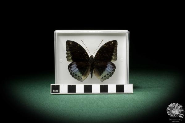 Euthalia dirtea pardalis (7813) a butterfly from Southeast Asia | Taxidermy | Butterflies