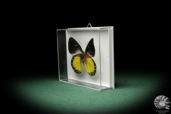 Delias oraia (7831) a butterfly from Indonesia | Taxidermy | Butterflies