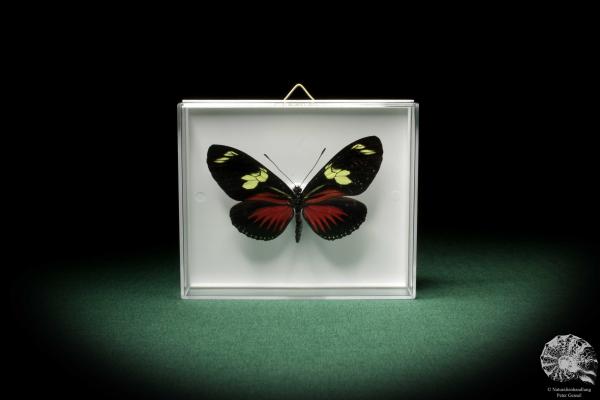 Heliconius doris (7835) a butterfly from South America | Taxidermy | Butterflies