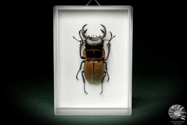 Odontolabis brookeana (7862) a beetle from Borneo | Taxidermy | Beetles