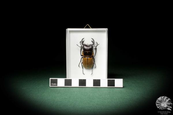 Odontolabis brookeana (7862) a beetle from Borneo | Taxidermy | Beetles