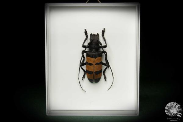 Diastocera trifasciata (7879) a beetle from West Africa | Taxidermy | Beetles