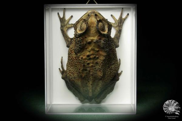 Duttaphrynus melanostictus ein Reptil
