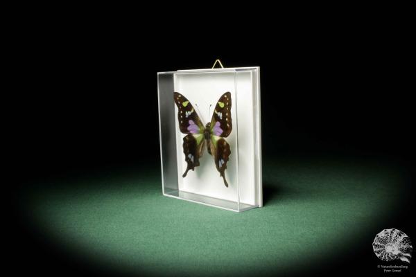 Graphium weiskei ein Schmetterling