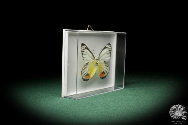 Delias periboea (7943) a butterfly from Southeast Asia | Taxidermy | Butterflies