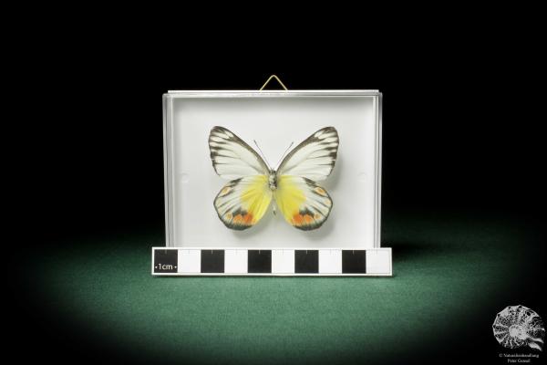 Delias periboea (7943) a butterfly from Southeast Asia | Taxidermy | Butterflies