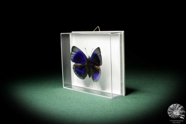 Asterope optima (7962) a butterfly from South America | Taxidermy | Butterflies