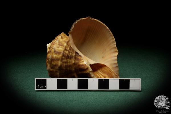 Rapana rapiformis (8185) a snail from Philippines | Conchylia | Snails