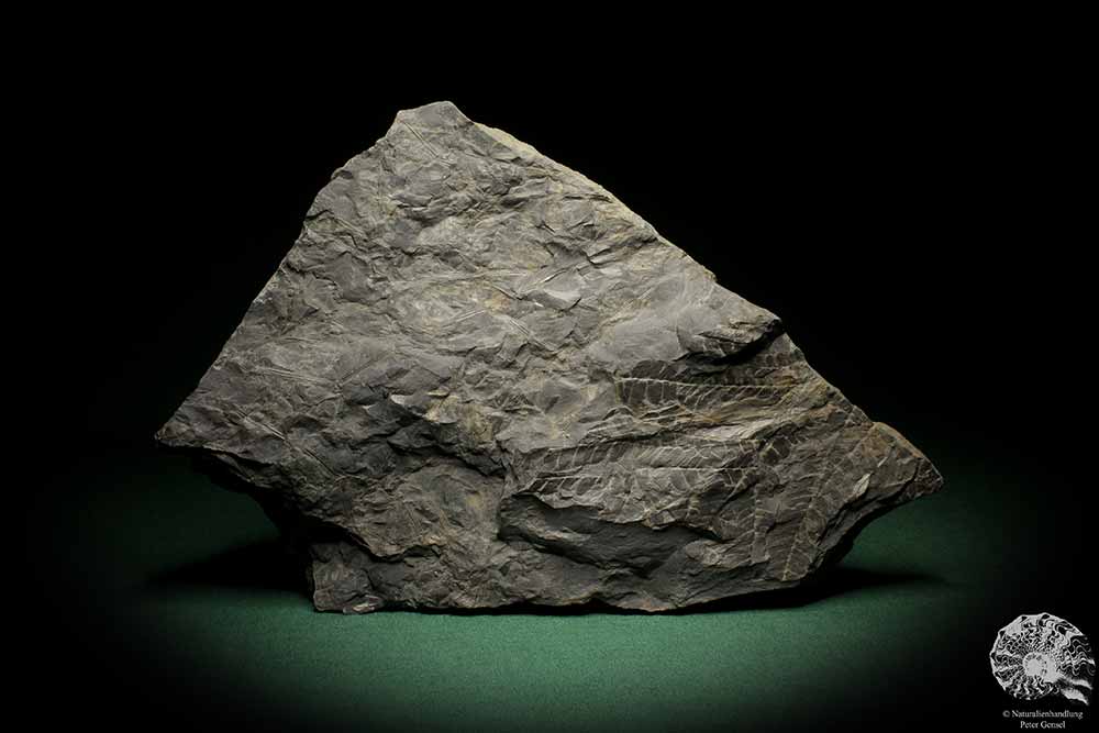 Sphenophyllum spec. (8257) a fossil plant from Germany | Fossils | Plants