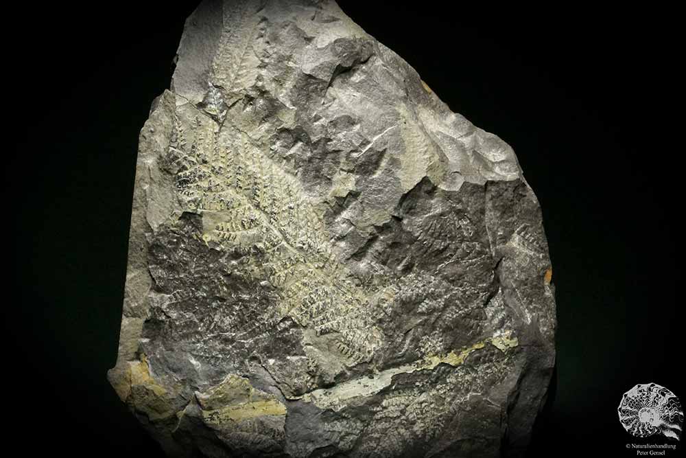 Sphenopteris spec. (8258) eine Pflanzenfossil aus Deutschland | Fossilien | Pflanzen