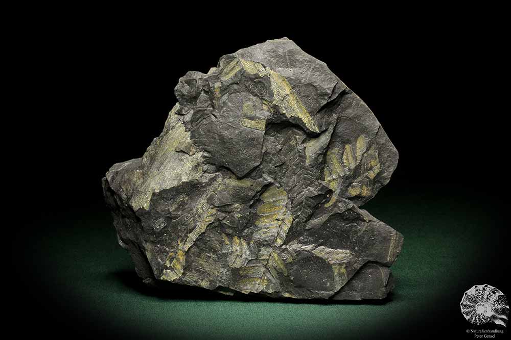 Neuropteris tenuifolia (8259) a fossil plant from Germany | Fossils | Plants