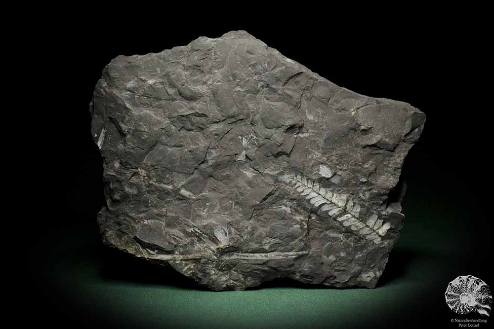 Neuropteris spec. (8268) eine Pflanzenfossil aus Deutschland | Fossilien | Pflanzen