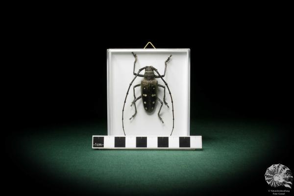 Batocera calanus (8424) a beetle from Indonesia | Taxidermy | Beetles