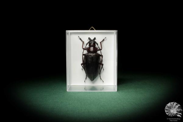 Dorysthenes walkeri (8533) a beetle from Asia | Taxidermy | Beetles