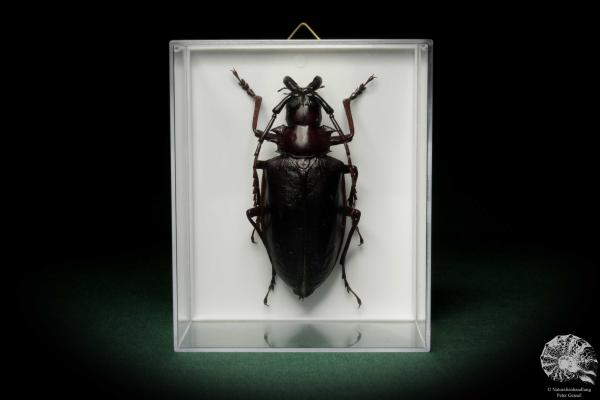 Dorysthenes walkeri (8533) a beetle from Asia | Taxidermy | Beetles