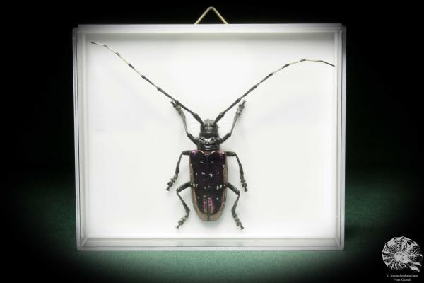 Anoplophora albopicta (8537) a beetle from Republic of China | Taxidermy | Beetles