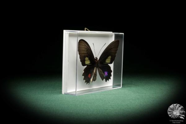 Parides anchises koenigi (8699) a butterfly from South America | Taxidermy | Butterflies