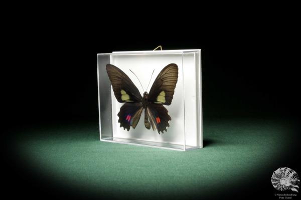 Parides anchises koenigi (8699) a butterfly from South America | Taxidermy | Butterflies