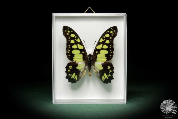 Graphium tynderaeus (8707) ein Schmetterling aus Afrika | Präparate | Schmetterlinge