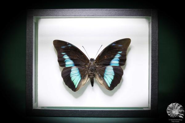 Prepona meander (881) a butterfly from South America | Taxidermy | Butterflies