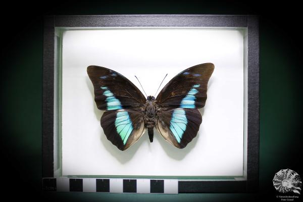 Prepona meander (881) a butterfly from South America | Taxidermy | Butterflies