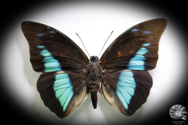 Prepona meander (881) a butterfly from South America | Taxidermy | Butterflies