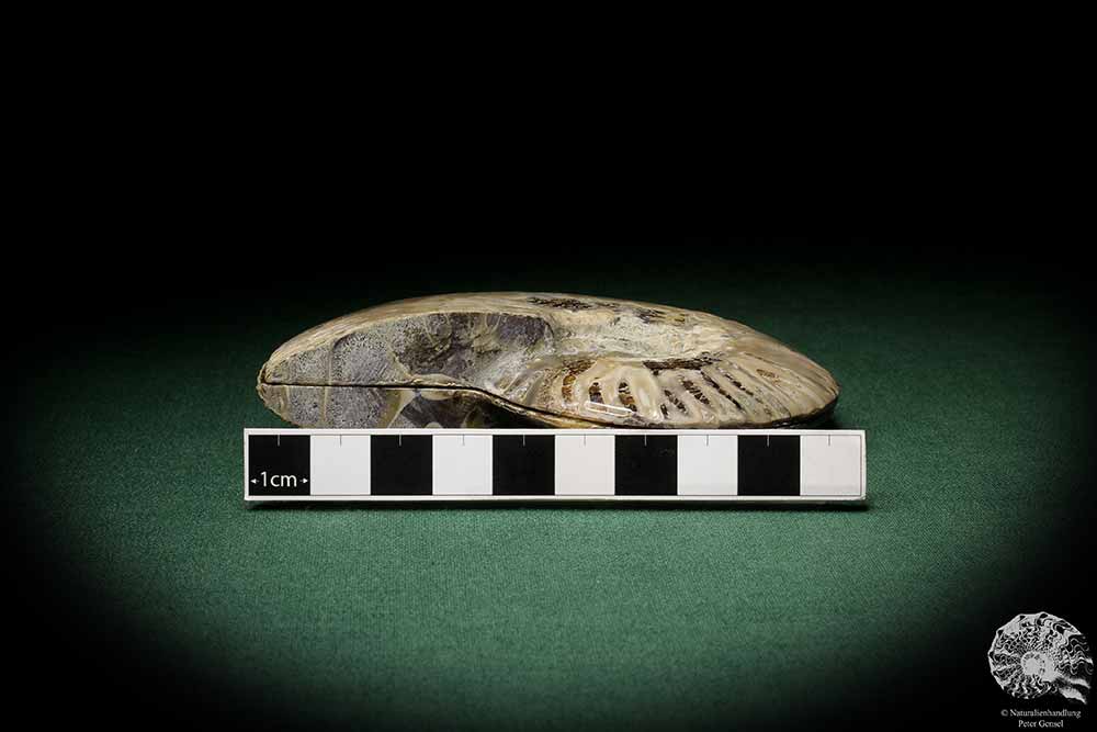 Cleoniceras spec. (8907) a cephalopod from Madagascar | Fossils | Cephalopods