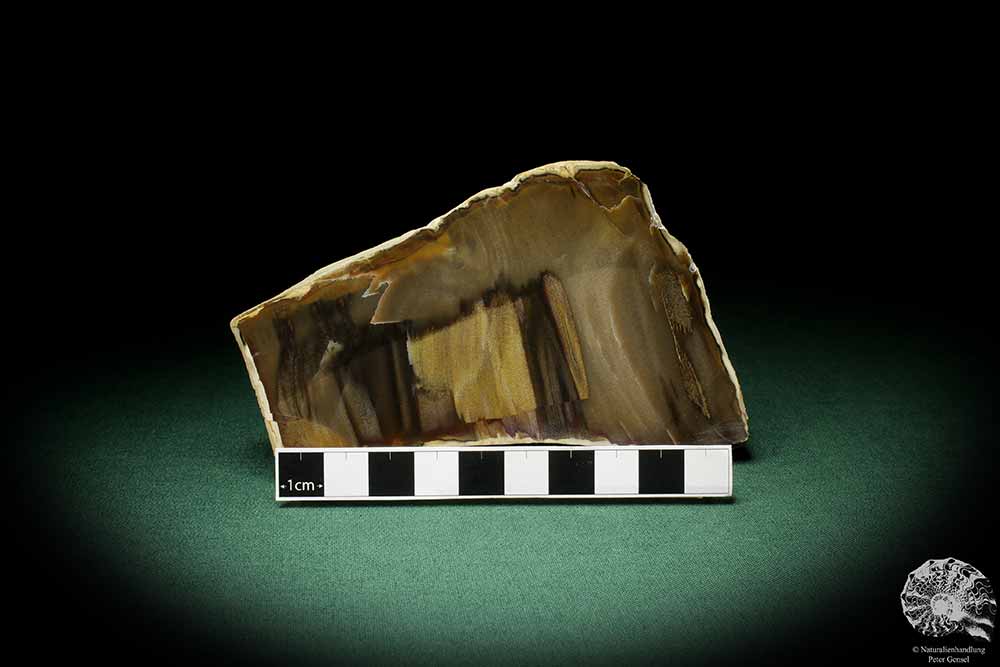 Verkieseltes Holz (8962) eine Pflanzenfossil aus Nord-Brasilien | Fossilien | Pflanzen