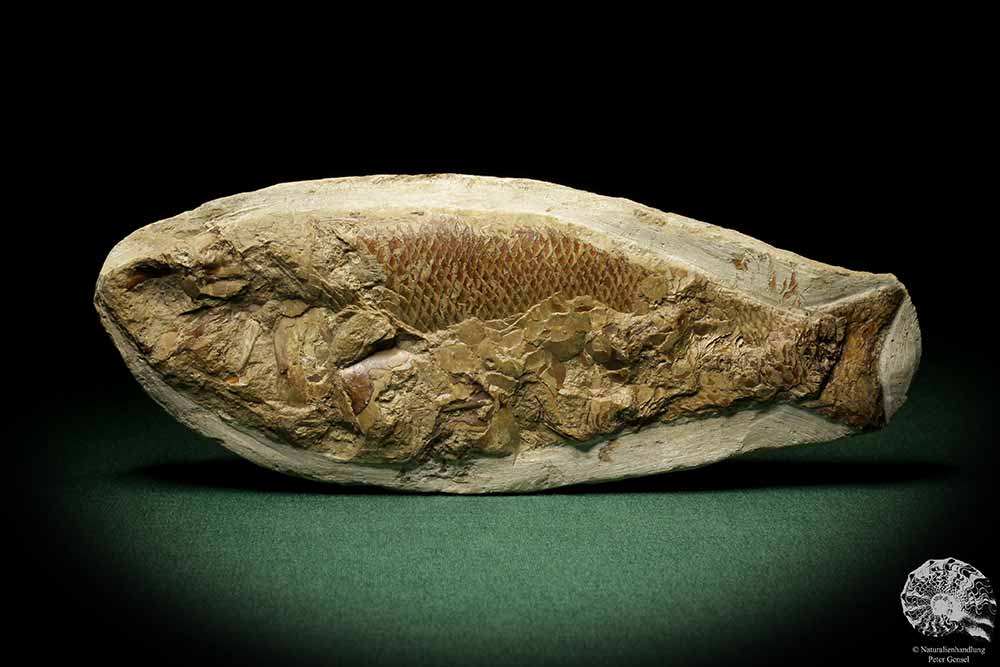 cf. Araripelepidotes temnurus (9435) a fish from South America | Fossils | Fishes