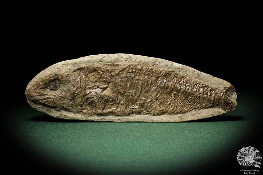 cf. Araripelepidotes temnurus (9441) a fish from South America | Fossils | Fishes