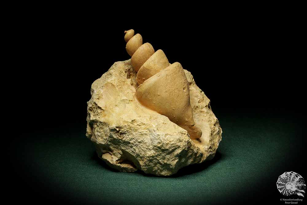 Turritella spec. (9611) a snail from Italy | Fossils | Snails