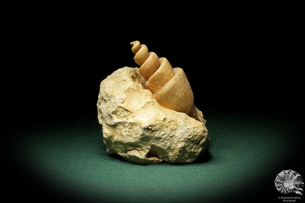 Turritella spec. (9611) a snail from Italy | Fossils | Snails